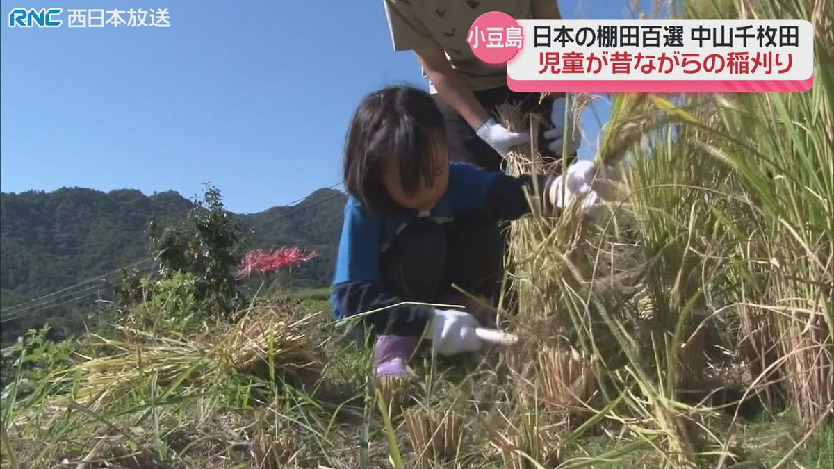 昔ながらの稲刈り　小学生が体験　小豆島　中山千枚田