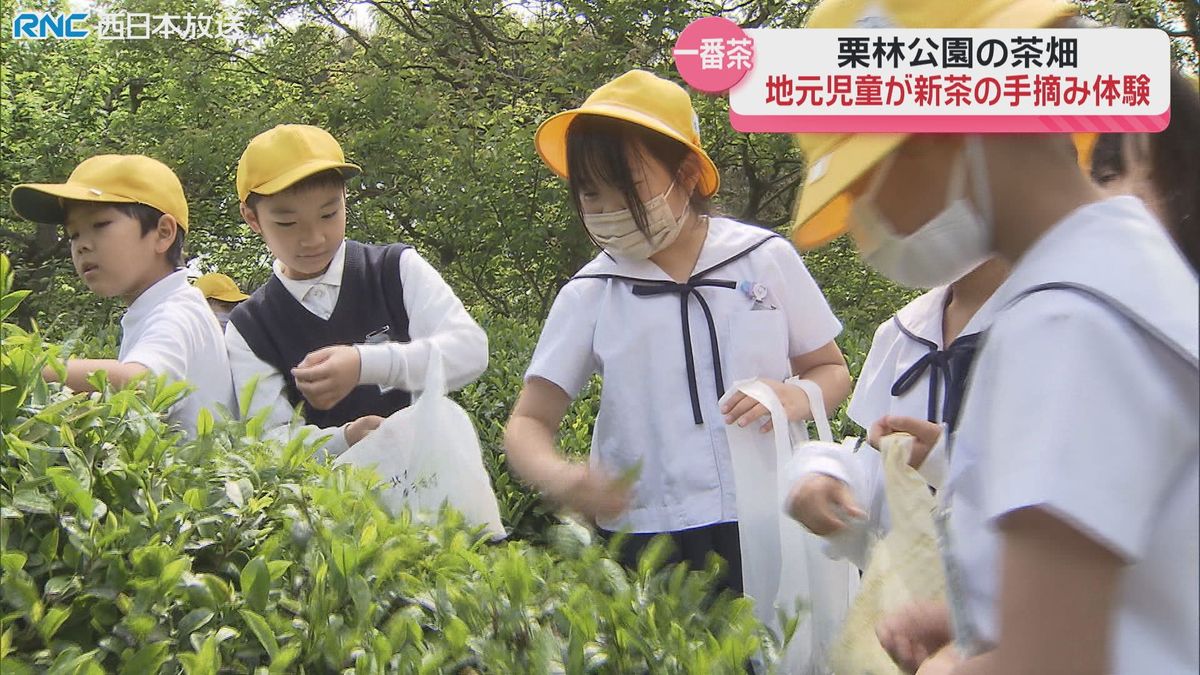 小学生が茶摘み体験　栗林公園