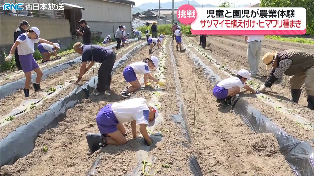 サツマイモの植え付けやヒマワリの種まき　子ども達が体験　三豊市