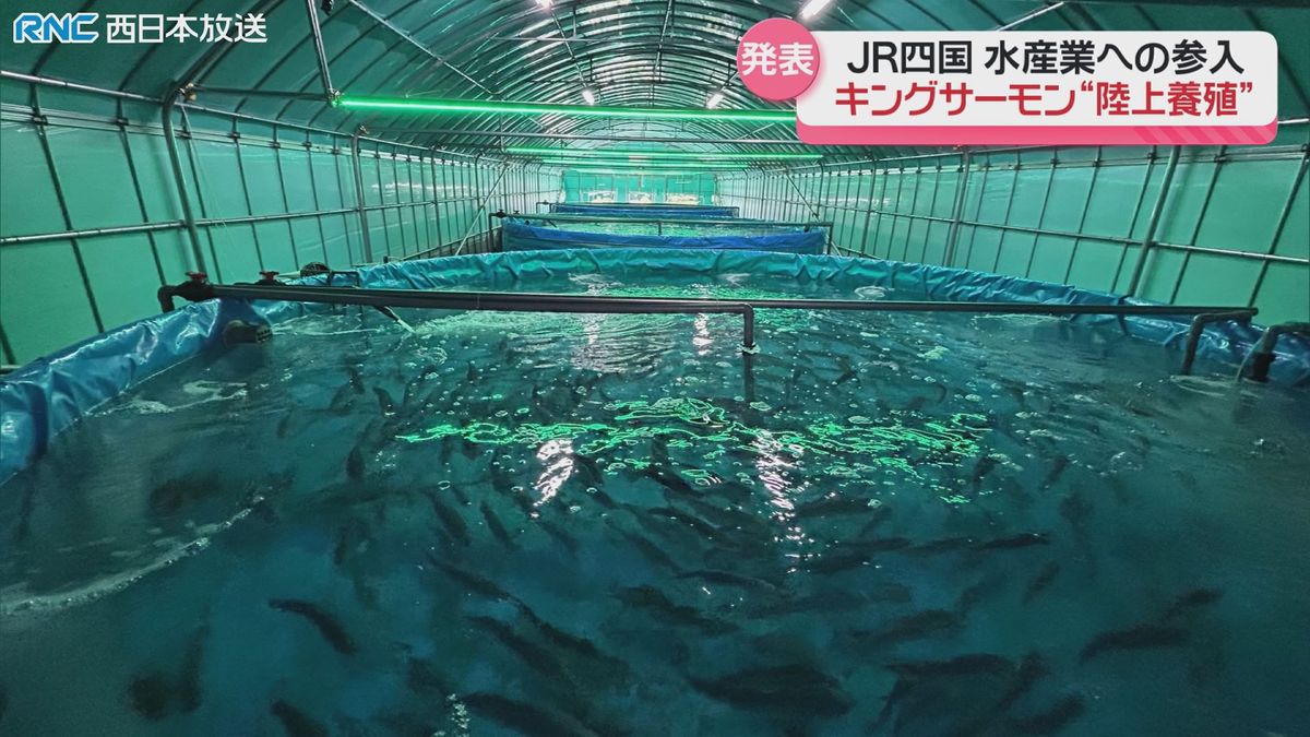 キングサーモンの「陸上養殖」JR四国が参入