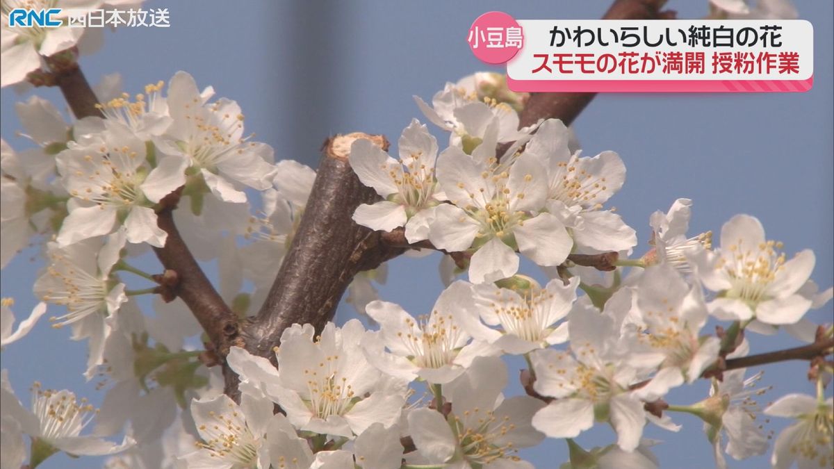 スモモの花満開　授粉作業始まる　小豆島町