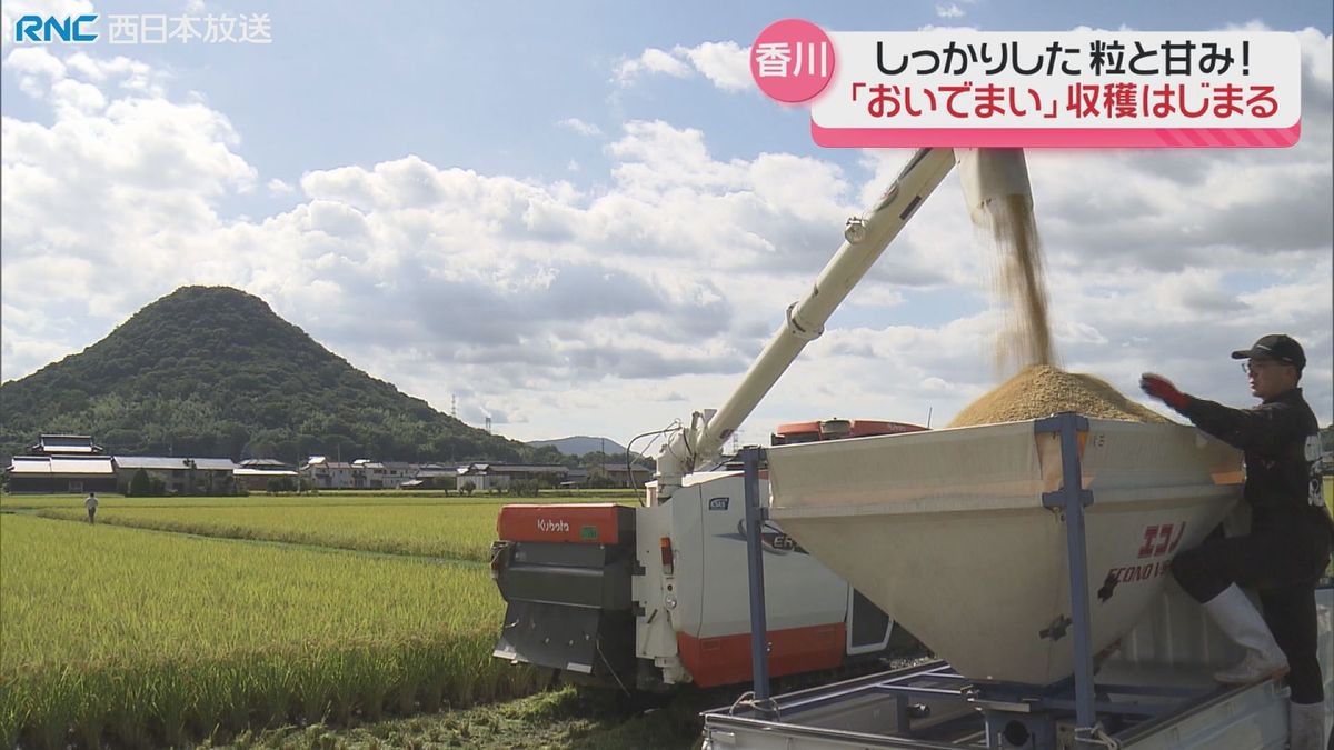 香川県オリジナル米「おいでまい」県内各地で収穫