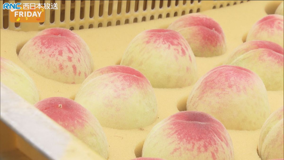 温室栽培のモモ　出荷始まる　勝央町
