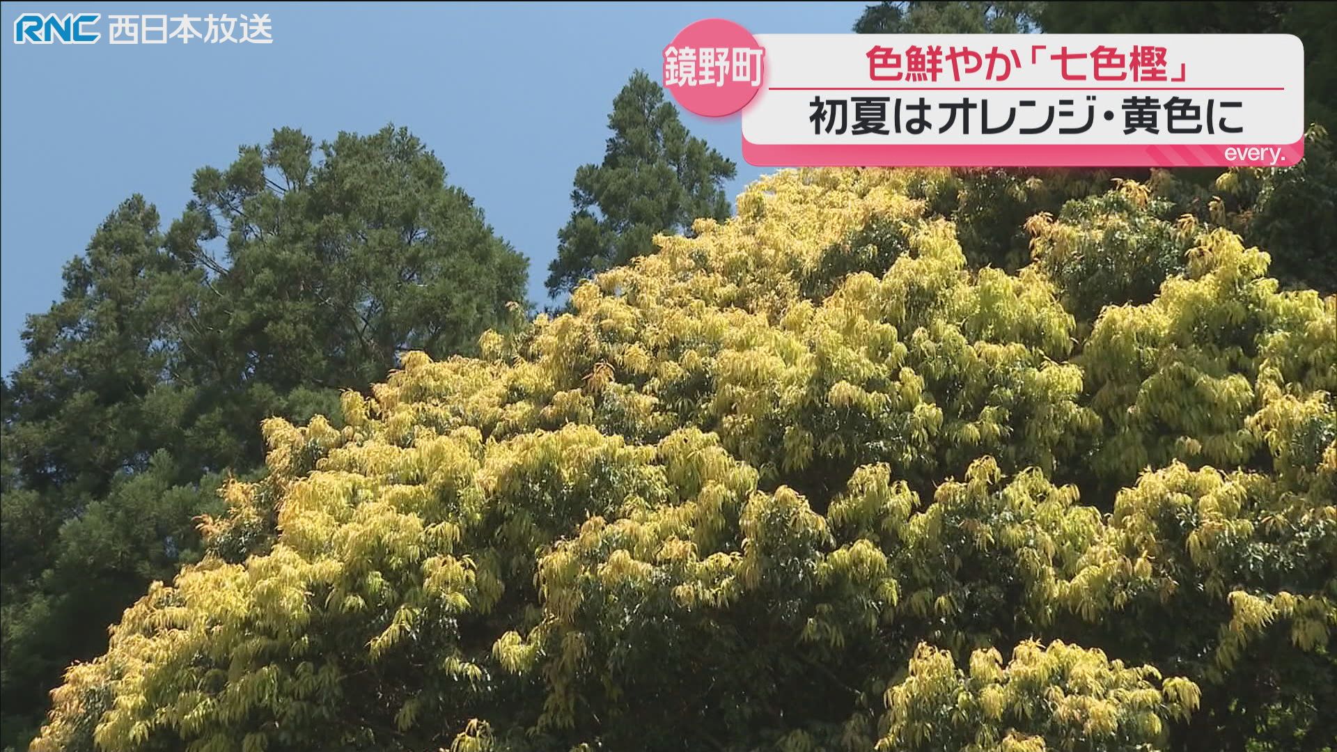 七葉ページ 葉の色7変化！」七色樫 鏡野町（2026年5月19日掲載）｜RNC NEWS NNN