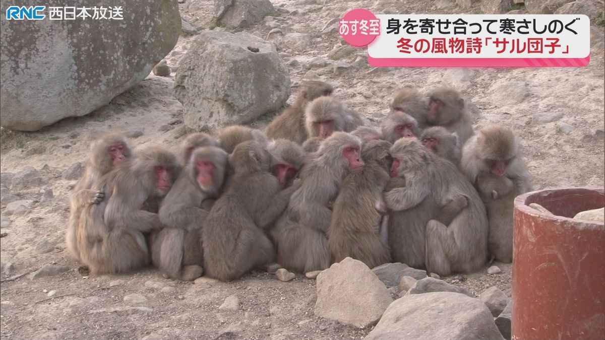 冬の寒さをしのぐ「サル団子」　小豆島