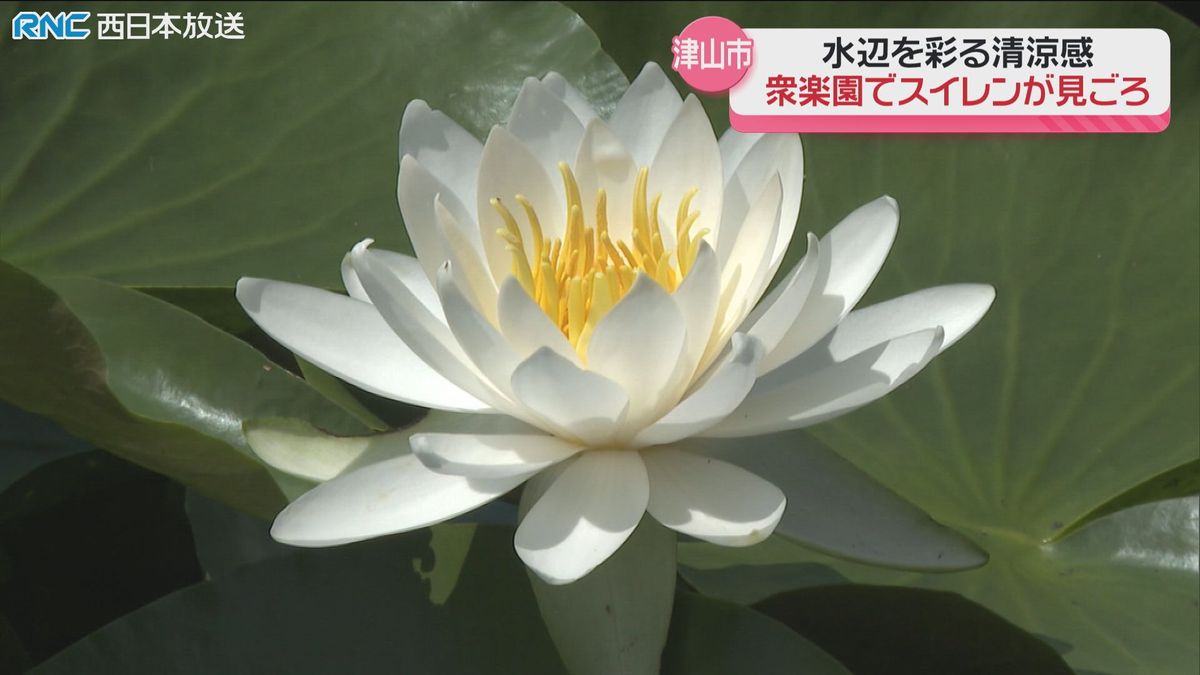 衆楽園でスイレン見頃　津山市