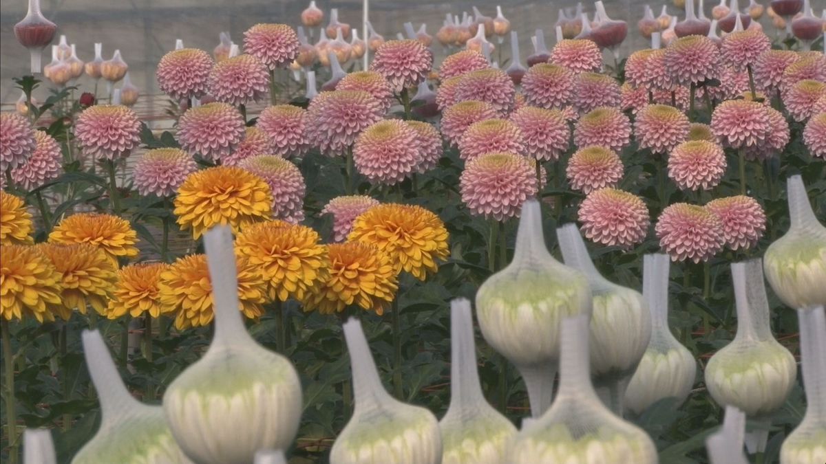 電照菊の出荷ピーク　小豆島