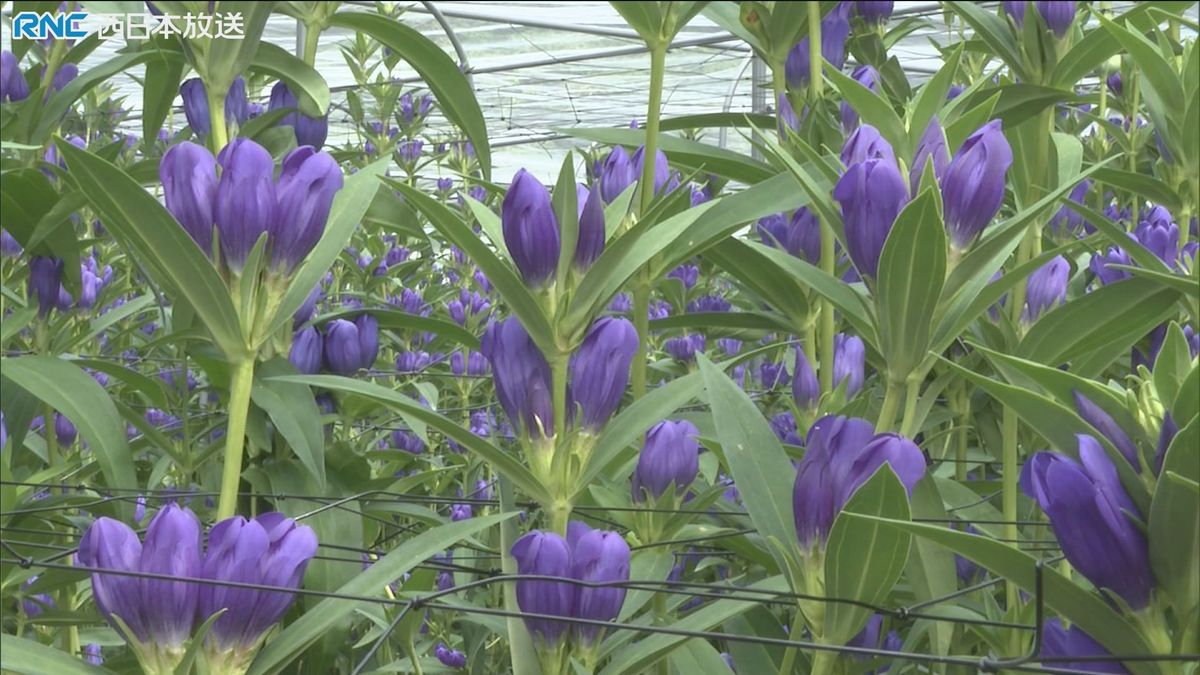 リンドウの出荷　鏡野町で最盛期