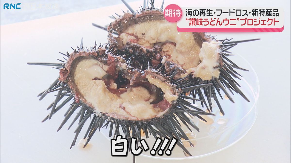 「讃岐うどんウニ」プロジェクト　豊かな海の再生やフードロス解消目指し