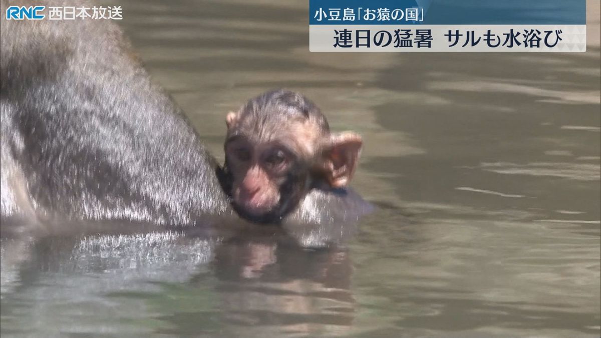 サルが水浴び　小豆島　猛暑の中　涼を求めて