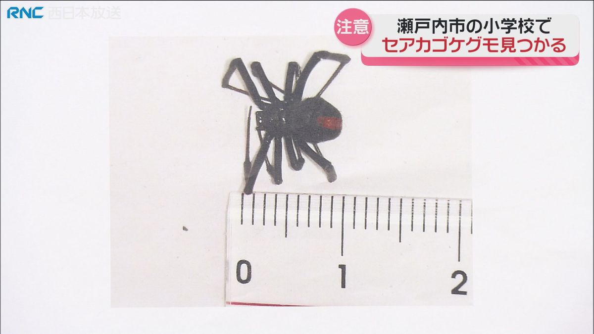 児童が発見　毒グモ「セアカゴケグモ」が小学校で見つかる　児童に被害なし　