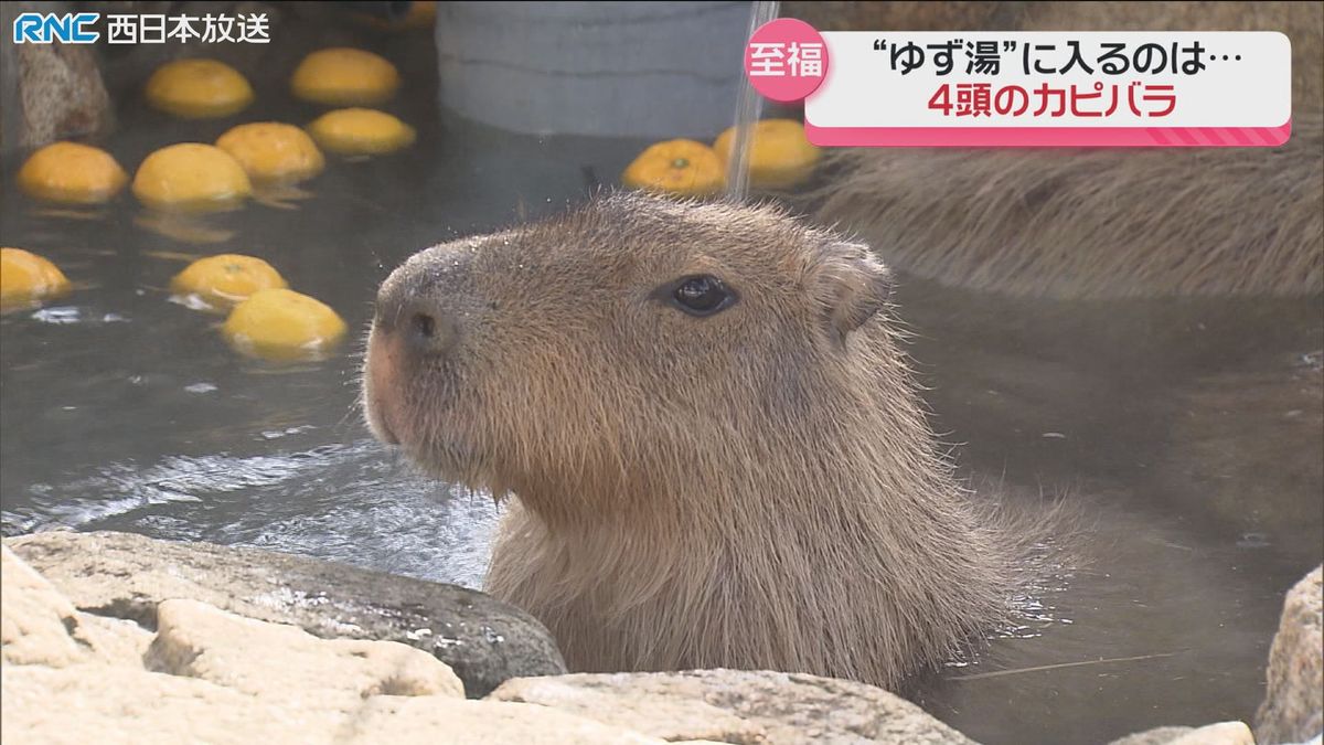 カピバラに「ゆず湯」　池田動物園