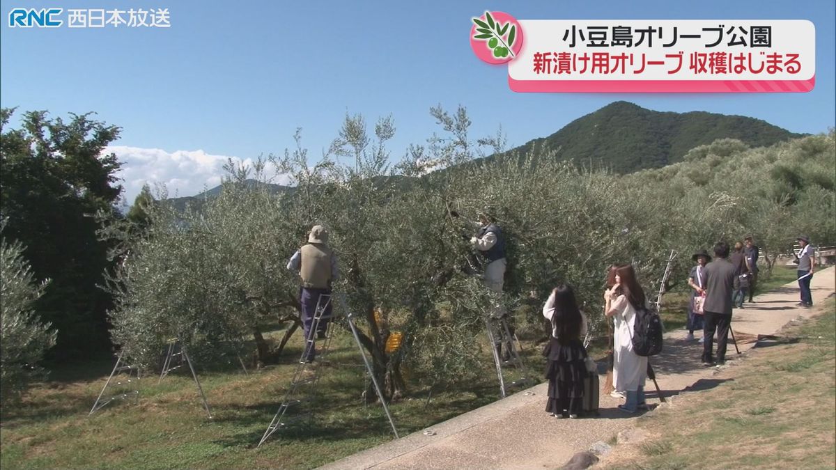 新漬け用のオリーブ収穫　小豆島