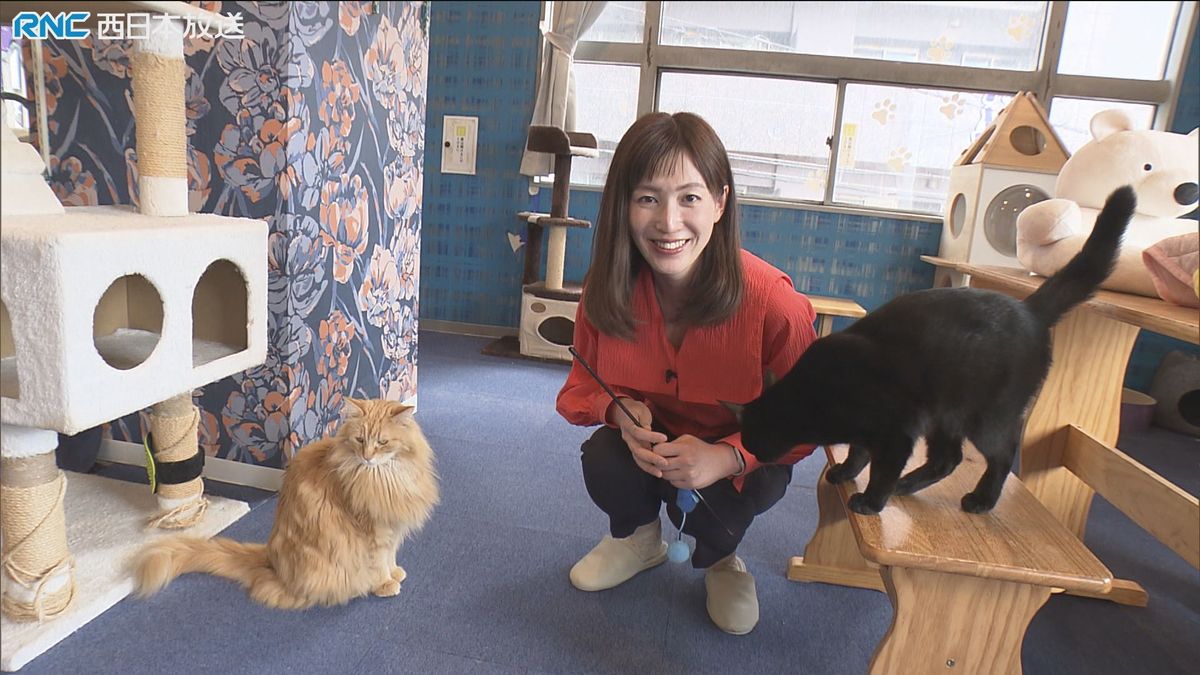 癒しと保護　命をつなぐ「ネコカフェ」