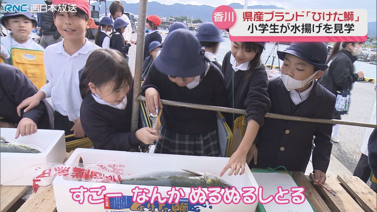 「ひけた鰤」の出荷始まる　東かがわ市　香川県産ブランド魚の水揚げを小学生が見学