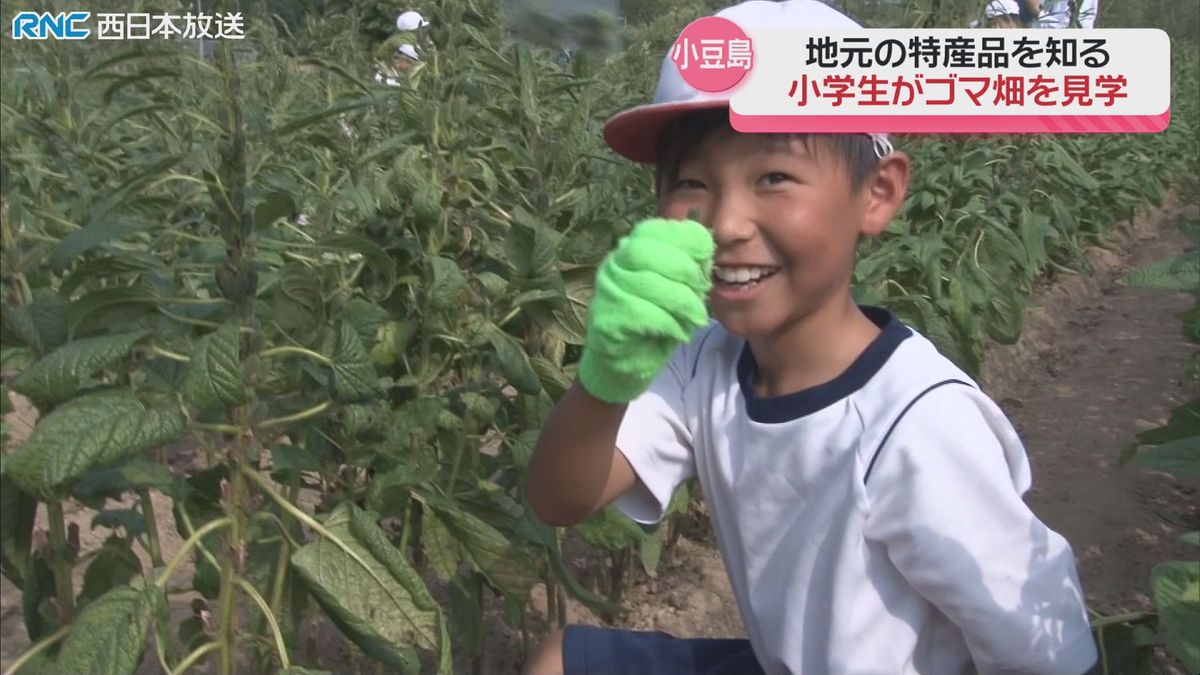 小学生がゴマ畑を見学　ごま油が特産の小豆島