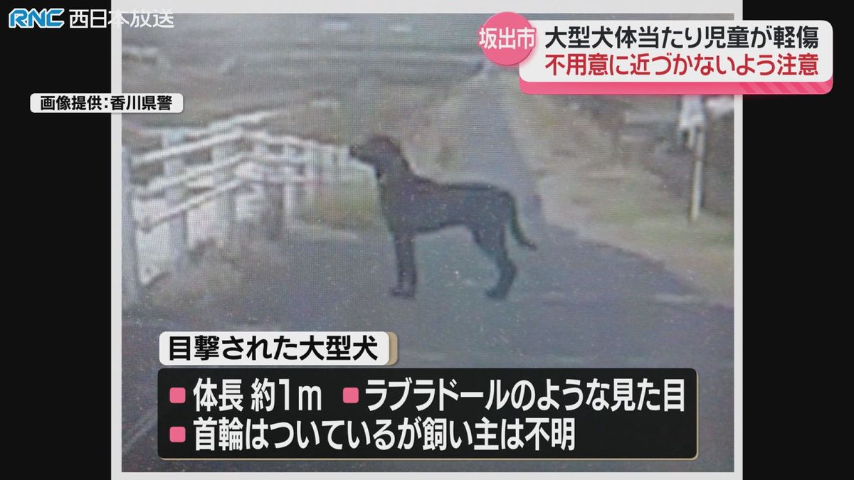 大型犬が体当たり　小学生けが　捕獲まだで注意呼びかけ　香川県坂出市