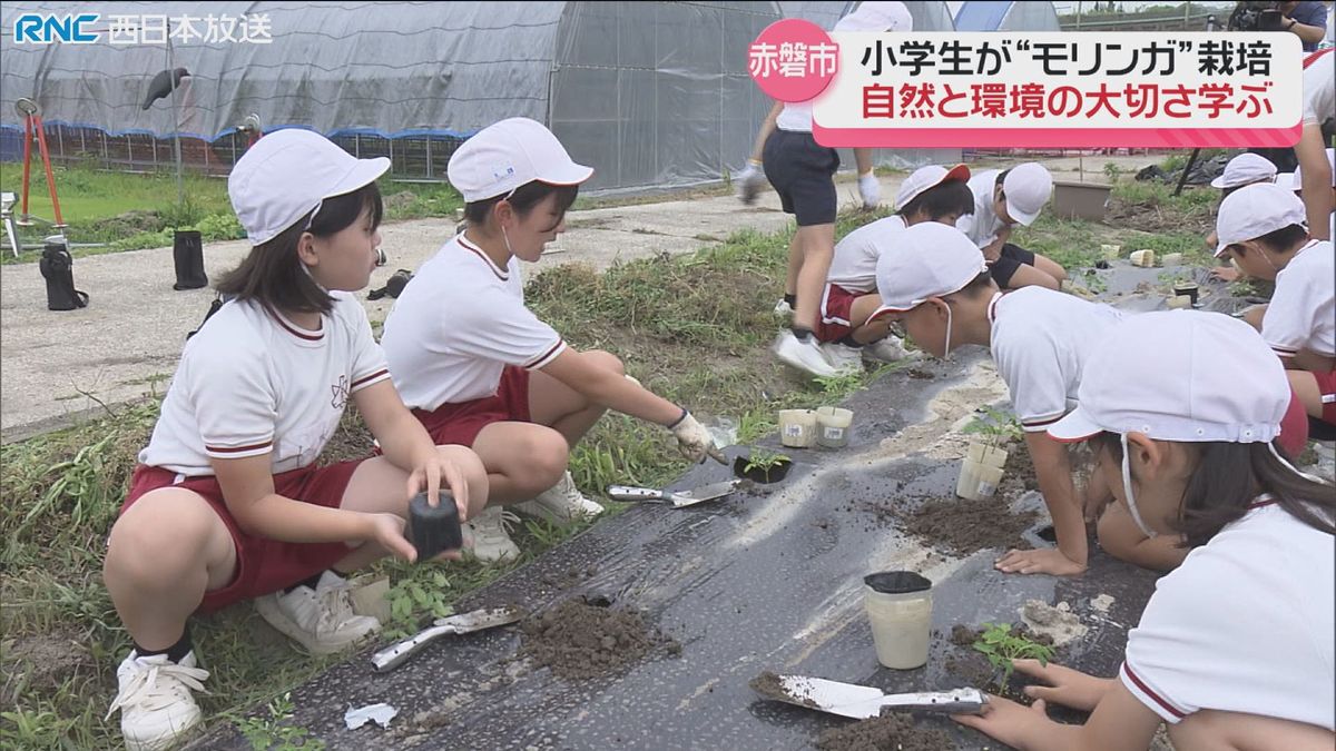 「モリンガ」の栽培　赤磐市の小学生が挑戦