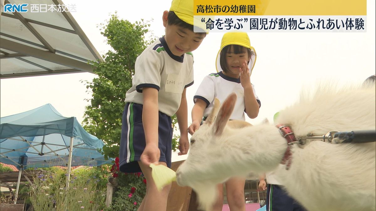 幼稚園児が動物とふれあい体験