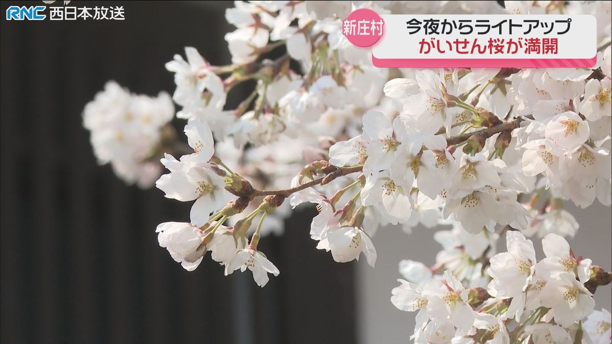 新庄村「がいせん桜」が満開