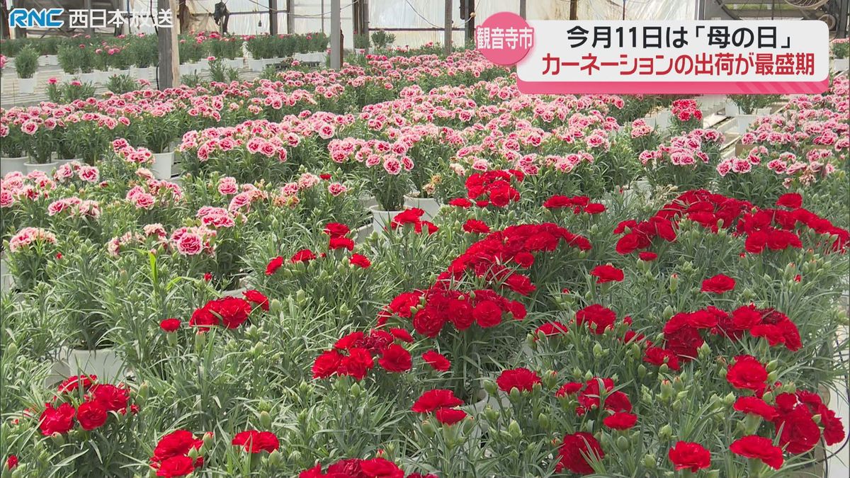 カーネーションの出荷最盛期　観音寺市