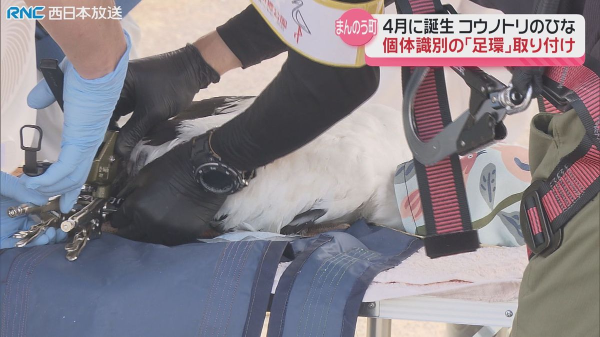 コウノトリのヒナに「足環」取り付け　個体識別用に　まんのう町で4月誕生　