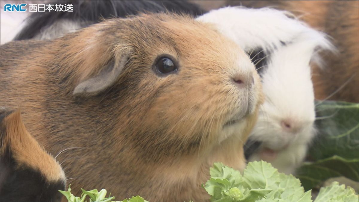 恵方巻を動物にプレゼント　池田動物園