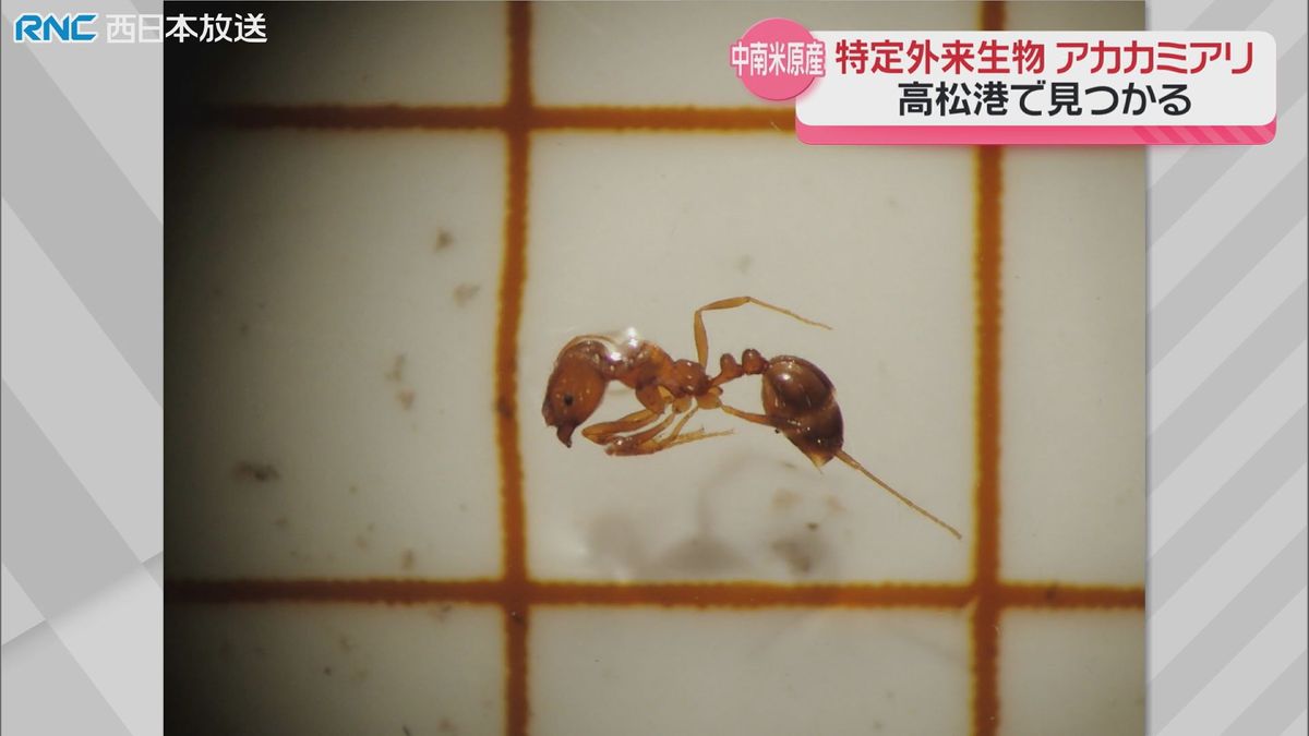 特定外来生物「アカカミアリ」高松港で発見　香川県が監視を強化