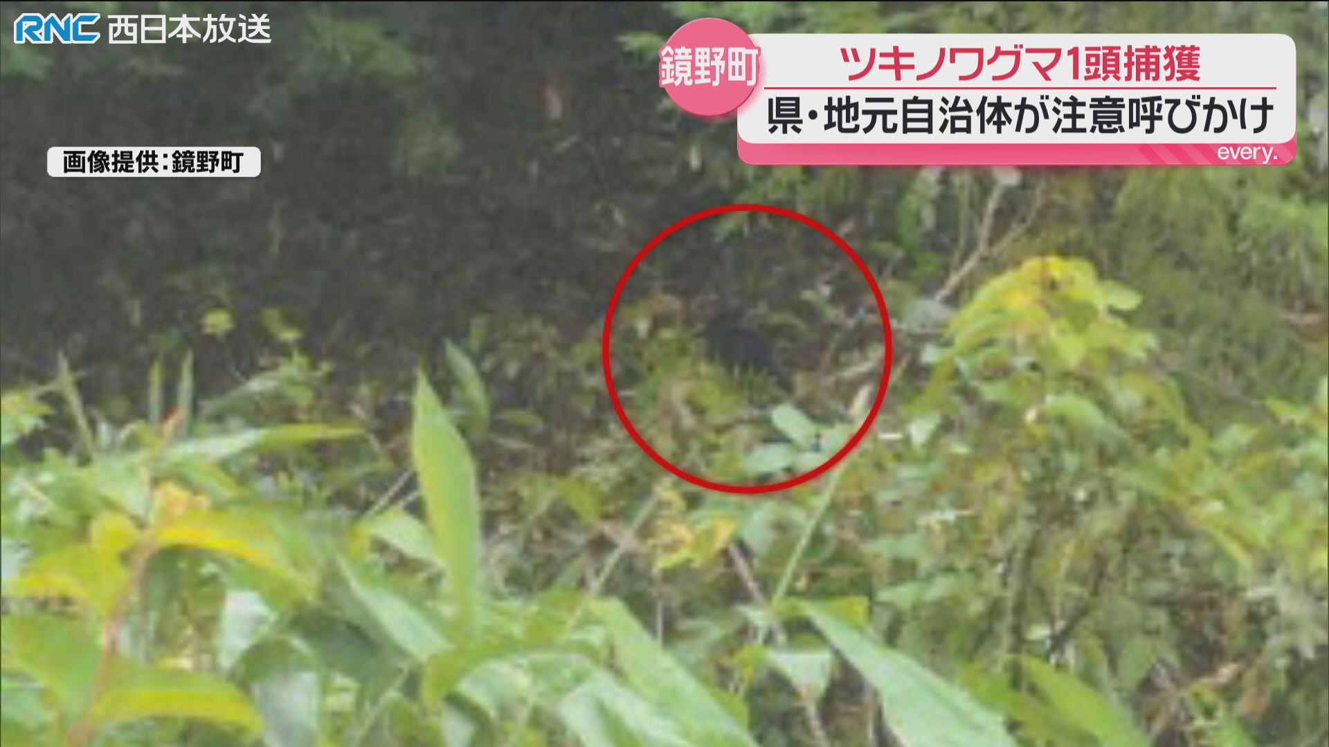 クマに注意！鏡野町でツキノワグマ1頭捕獲（2026年7月7日掲載）｜RNC