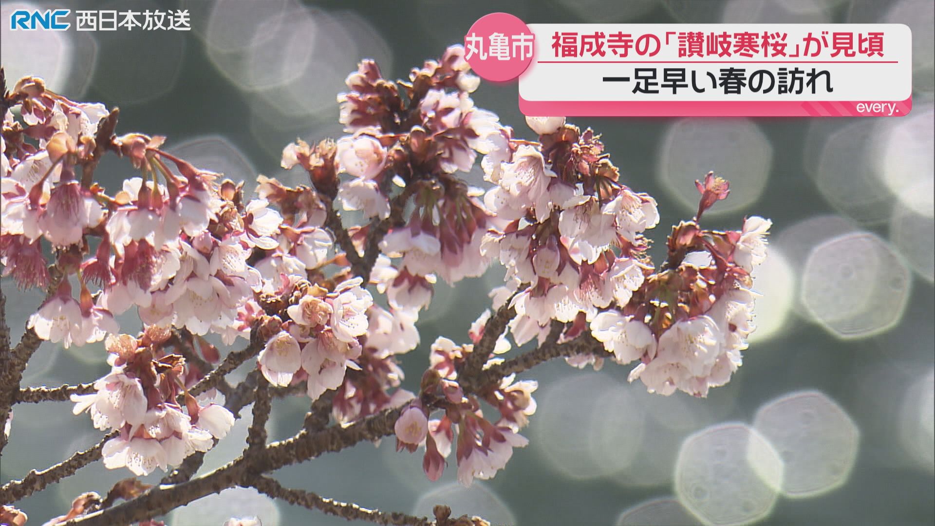早咲きのサクラ「讃岐寒桜」見頃 丸亀市綾歌町（2026年2月4日掲載