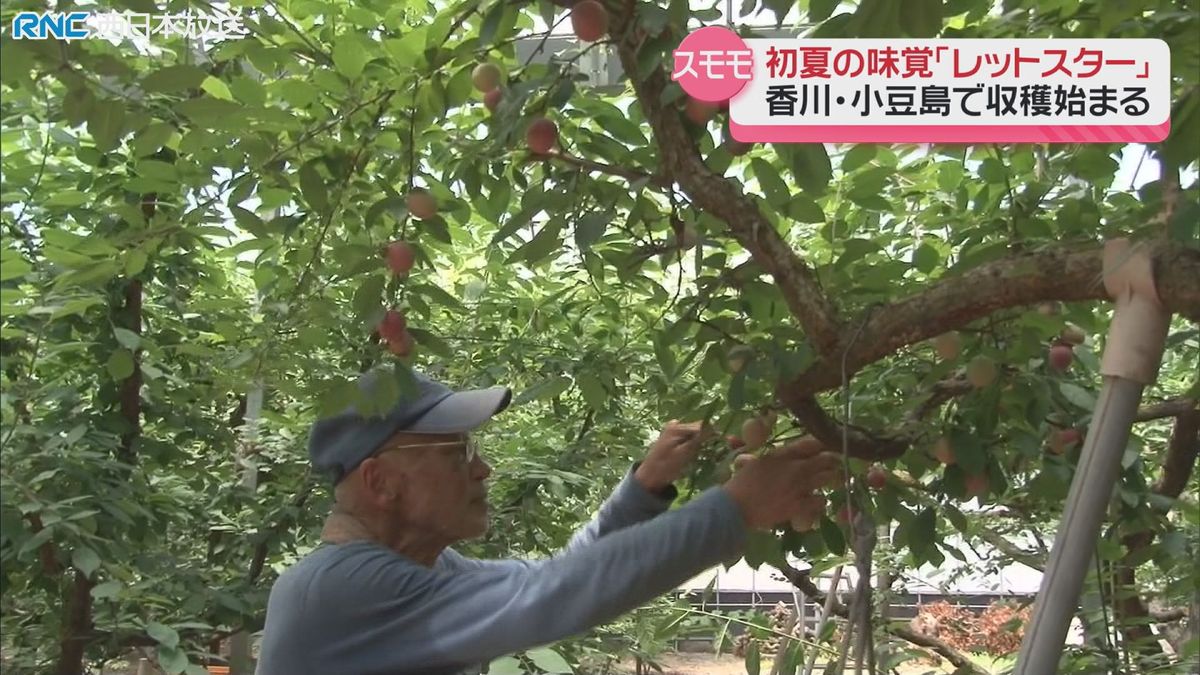 小豆島の初夏の味覚　スモモの収穫始まる