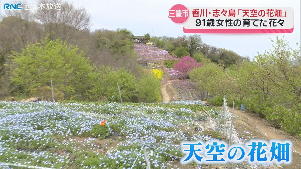 「天空の花畑」志々島の春