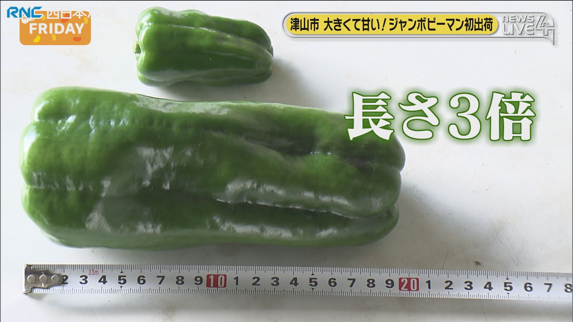 ジャンボピーマン「ジャンピー」初出荷 大きさは通常の3倍！津山市
