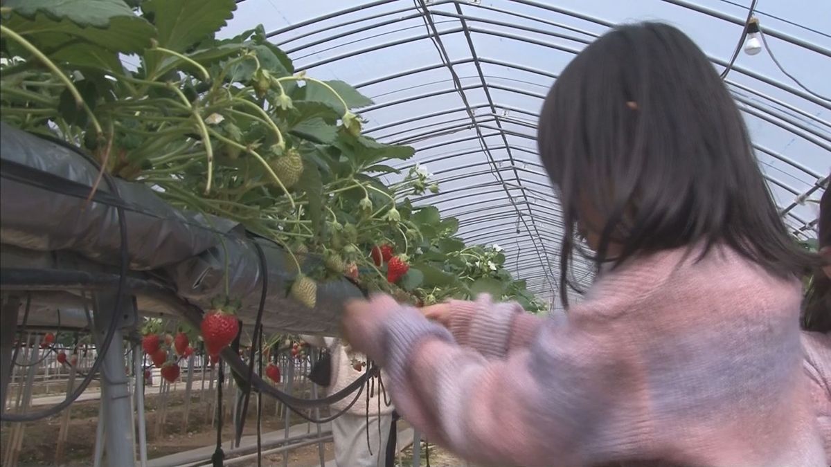 植え付けしたイチゴ　子供たちが保護者と摘み取り体験　香川・小豆島