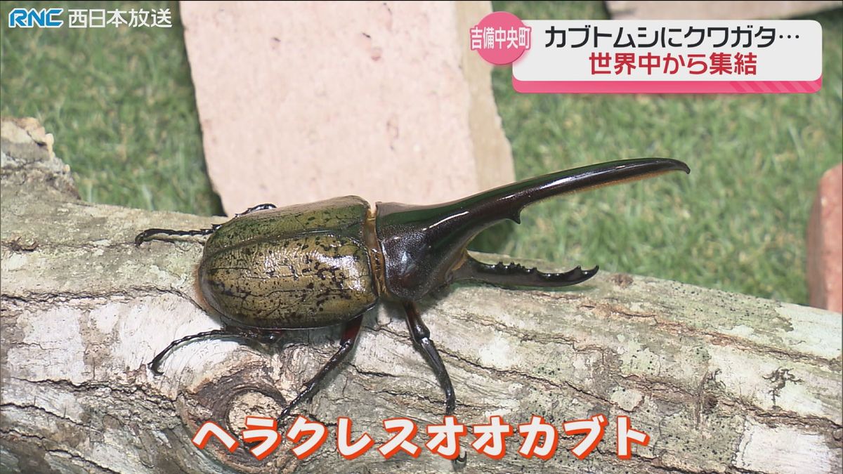 世界のカブトムシ・クワガタムシ大集合！　夏休みの子ども達に人気　吉備中央町