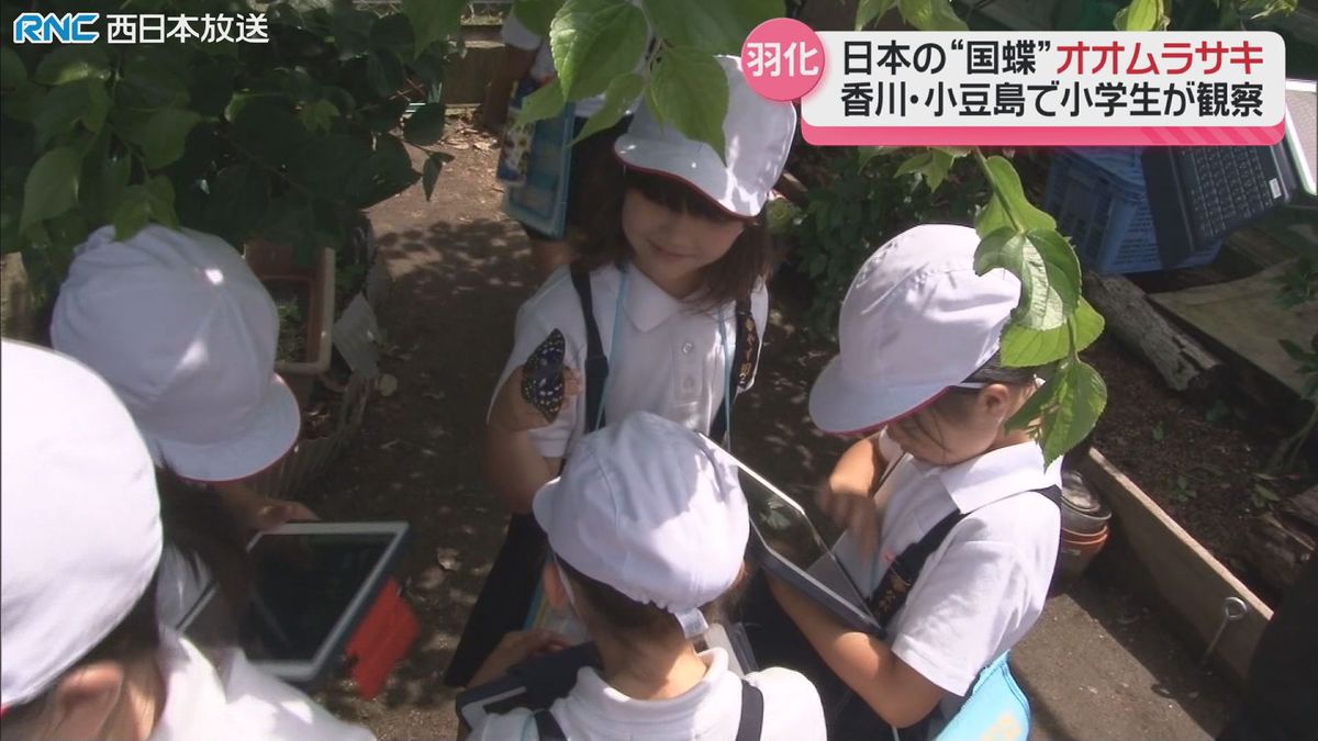 オオムラサキの羽化　小学生が観察　小豆島