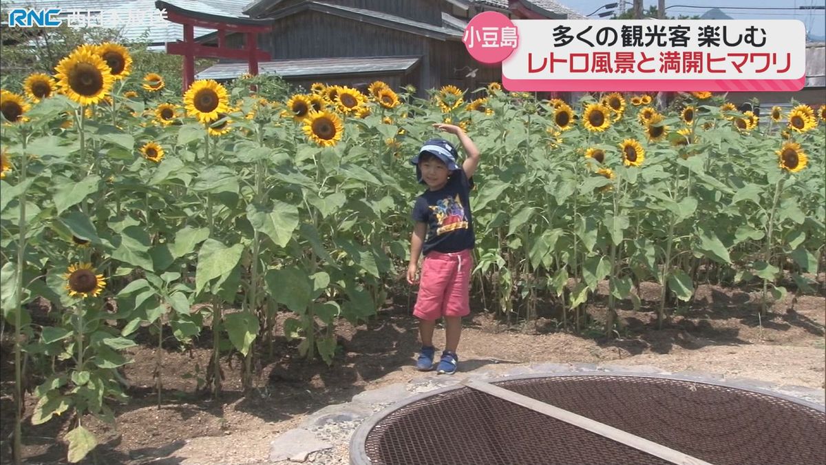 咲き誇るヒマワリ　二十四の瞳映画村　小豆島