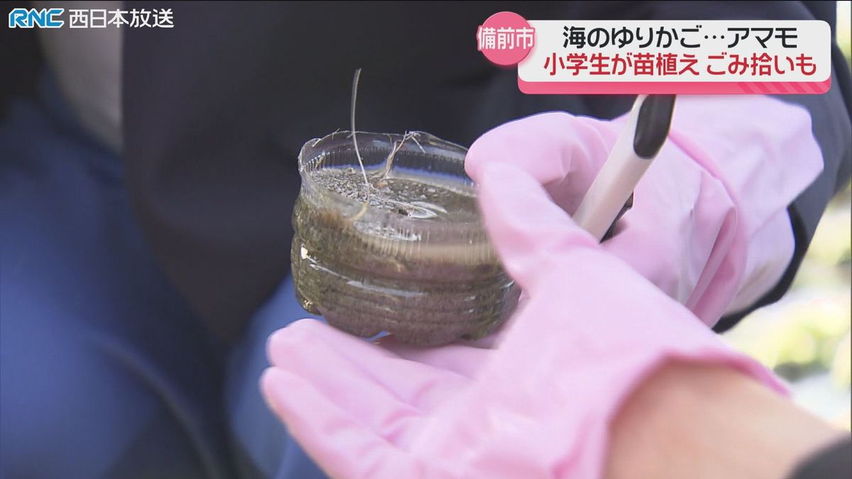 ”アマモ場”　再生へ　小学生が苗植え