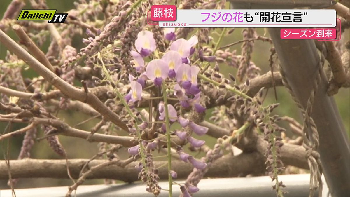 静岡・藤枝市の「市の花」フジの開花を宣言…満開見込みの４月２０日からは「藤まつり」開催予定