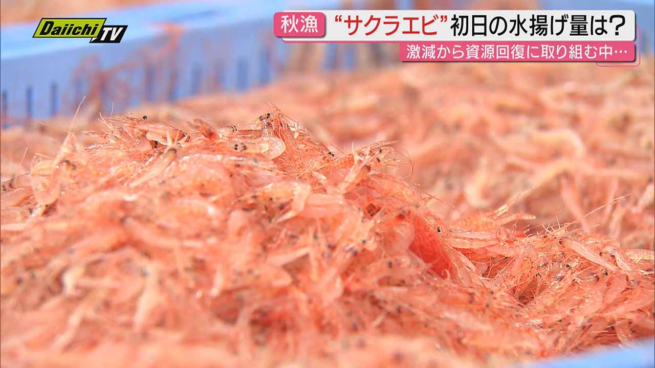 駿河湾のルビー】サクラエビ秋漁スタート…記録的不漁から資源回復