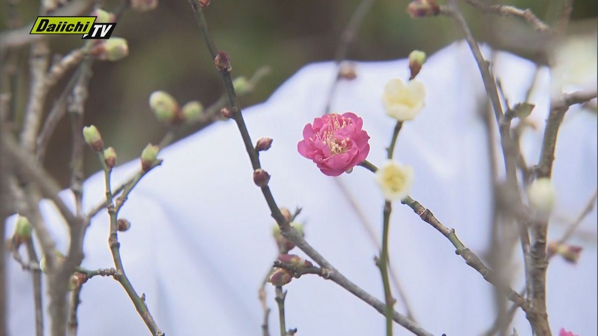 上皇さまの誕生日をお祝い 熱海梅園で恒例の「梅の枝切り」（静岡県）