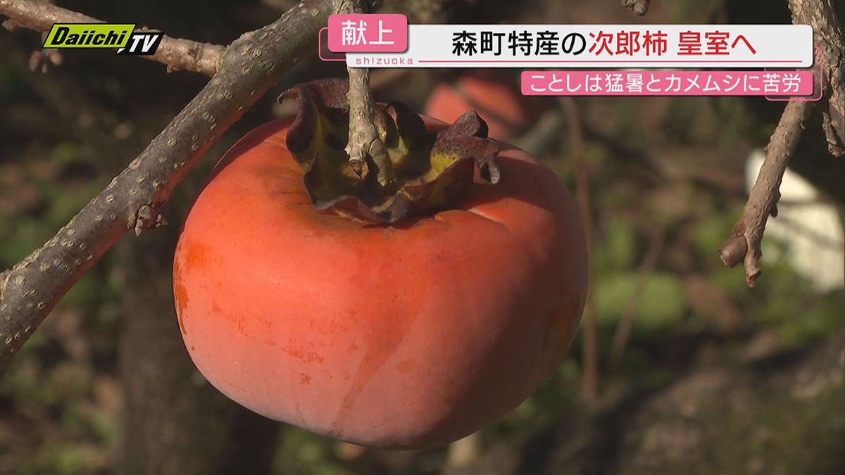 【皇室献上】暑さ害虫対策に追われた｢次郎柿｣ようやくの冷え込みで甘みも乗り…収穫と箱詰め（静岡･森町）