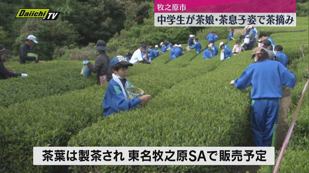 【新茶シーズン】中学生が茶娘・茶息子姿で茶摘み（静岡・牧之原市）