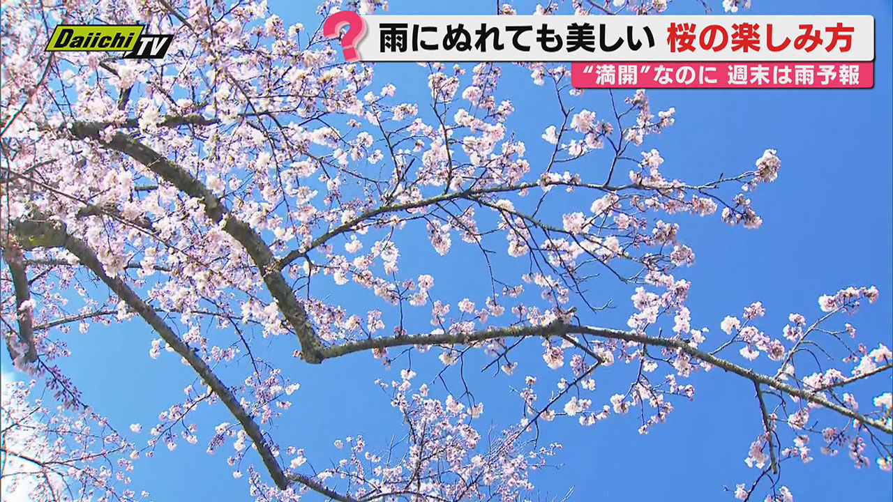 桜満開】静岡地方気象台がソメイヨシノ｢満開｣発表も…春先天気は