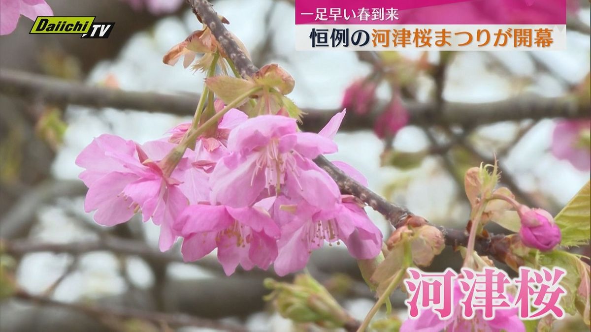 開花やや遅めも　静岡県河津町で河津桜まつりが開幕