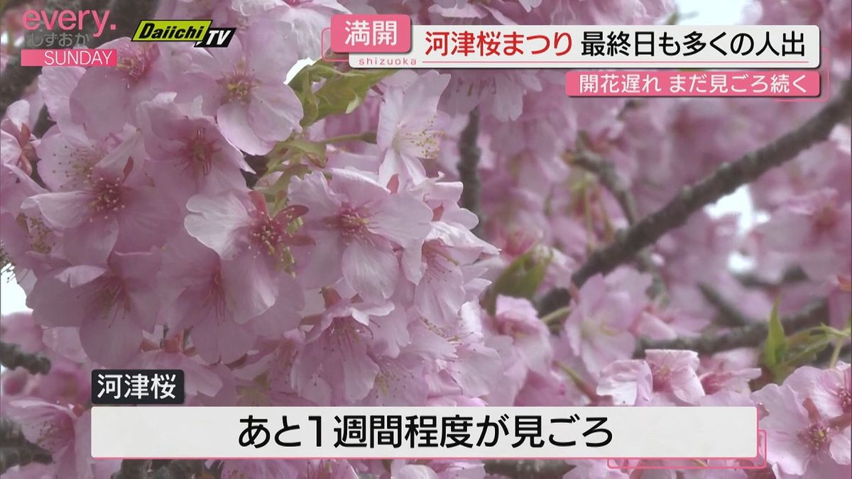 開花遅れに悩まされた河津桜まつり　満開のうち閉幕　見ごろはあと１週間程度（静岡・河津町）　