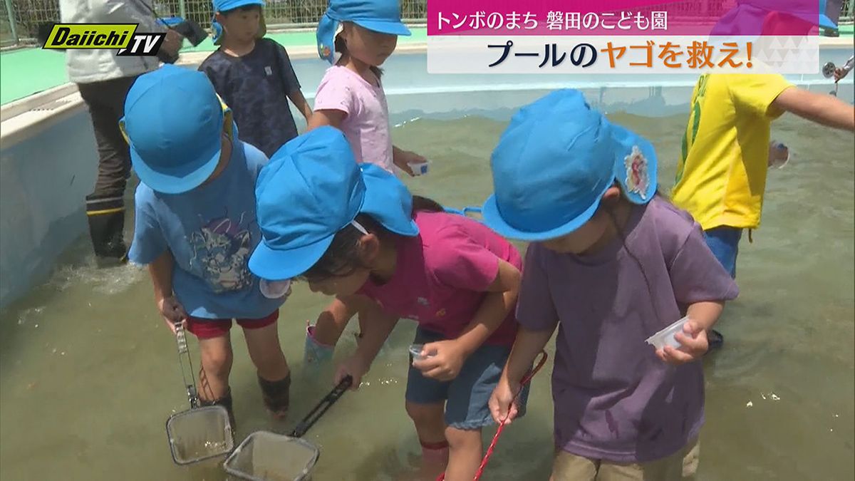 プールに棲みついたヤゴを救え！園児たちが約70匹保護（静岡・磐田市）