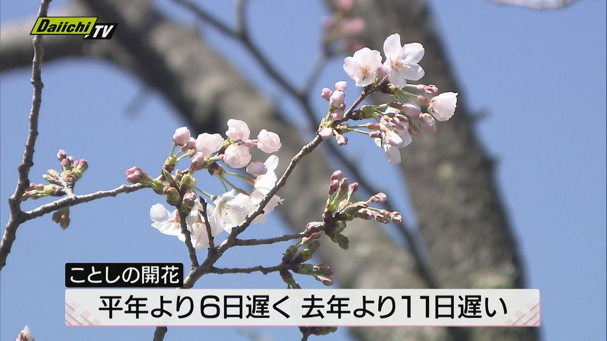 「“休眠打破”がうまくいかなかった」サクラ…平年より6日　去年より11日遅い開花（静岡地方気象台）