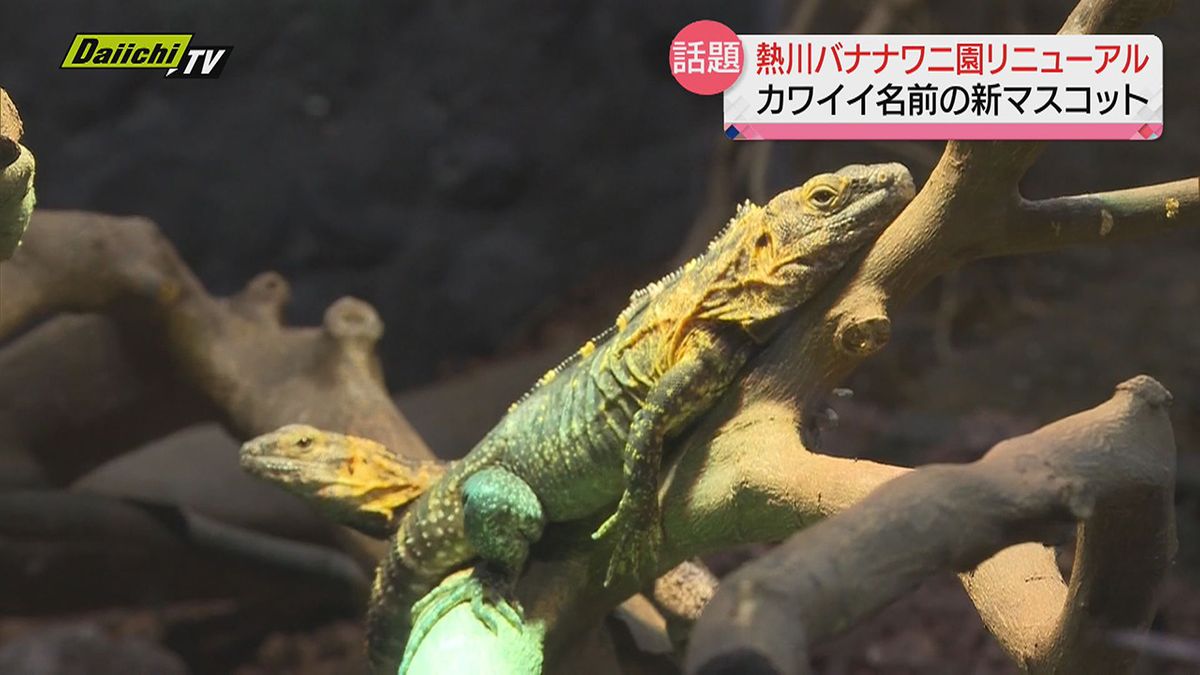 「熱川バナナワニ園」がリニューアルオープン！新たな動物が仲間入り「バナナスパイニーテールイグアナ」に注目！（静岡・東伊豆町）