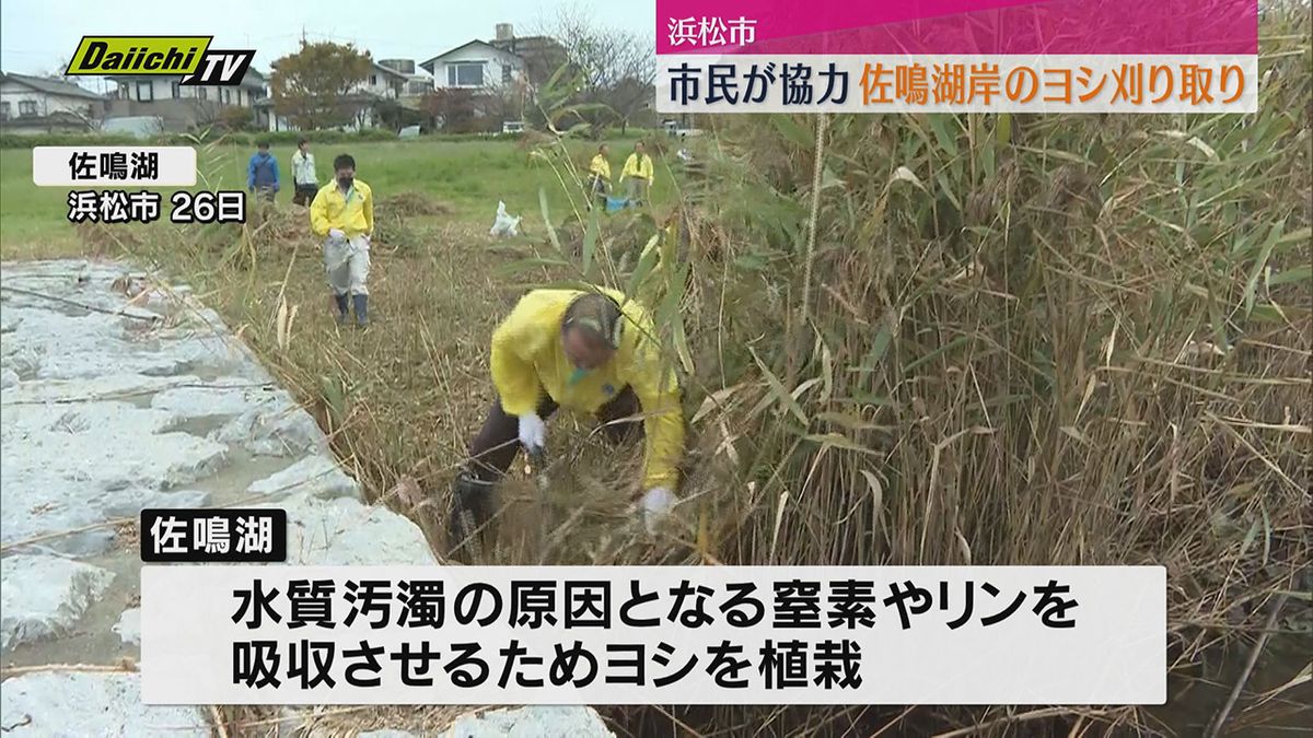 市民が協力　佐鳴湖でヨシの刈り取り（静岡・浜松市）